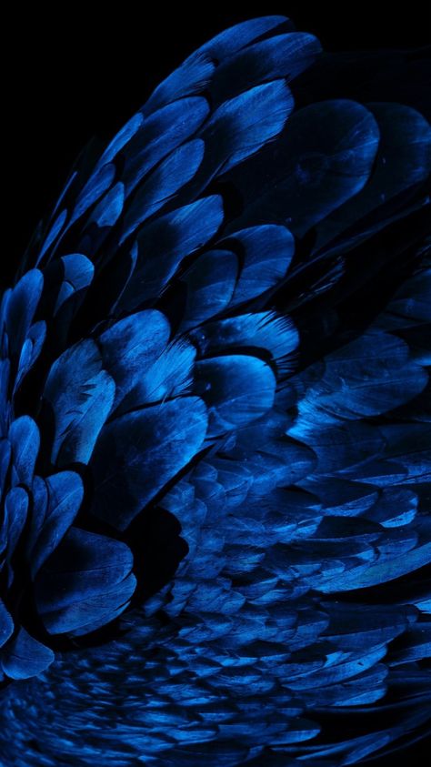 Feather Wallpaper, Dark Blue Wallpaper, 2160x3840 Wallpaper, Bird Wings, Free Textures, Texture Images, Light Wave, Blue Feather, Wallpaper Pictures