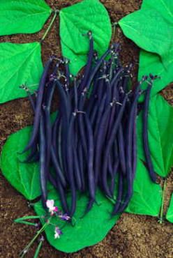 Purple Vegetables, Purple Beans, Snap Beans, Bean Varieties, Goth Garden, Bush Beans, Gothic Garden, Bean Seeds, Buy Seeds