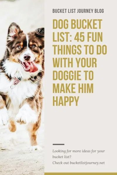 Dog Bucket List: 45 Fun Things to Do With Doggie to Make Him Happy Dog Bucket List, Expensive Dogs, Bored Dog, Dog Enrichment, Best Dog Training, Fun Activities To Do, Dog Activities, Old Dogs, Senior Dog