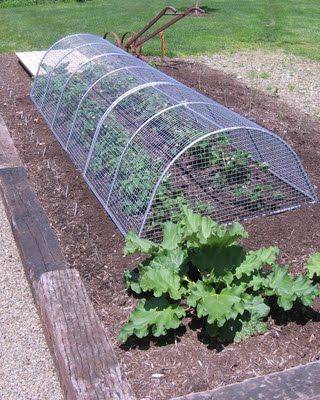 Garden Cage, Too Many Tomatoes, Garden Cloche, Plant Cages, Strawberry Garden, Strawberry Plants, Veg Garden, Home Vegetable Garden, Cold Frame