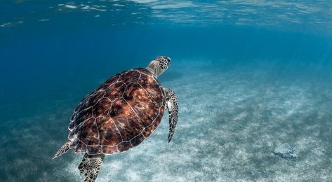 Where to Go Snorkeling and Scuba Diving in Puerto Rico Bioluminescent Bay, Caribbean Restaurant, Travel Colombia, Caribbean Fashion, Puerto Rico Trip, Rescue Diver, Puerto Rico Vacation, Travel Caribbean, Reef Fish