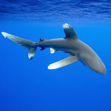 Shark Images, Save The Sharks, Shark Photos, Shark Pictures, Underwater Pictures, Reef Shark, Beautiful Sea Creatures, Water Animals, Cute Shark