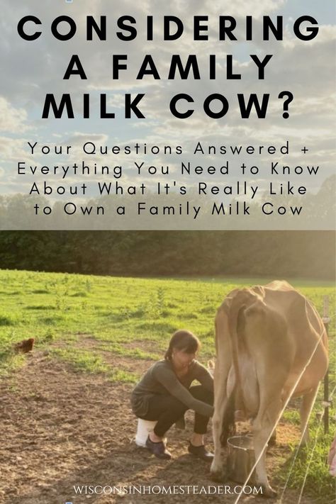 Milk Cows, Cow Enclosure Ideas, House Cow, Raising Cows, Milking Cows, Family Cow, Milking Cow, Cow Milk, Cow Feeding