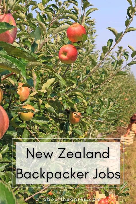 apple orchard with a link to read about typical new zealand backpacker jobs New Zealand Van Travel, Backpacking New Zealand, Harvesting Potatoes, New Zealand Huntaway, Paying Rent, New Zealand Kiwi, Picking Apples, New Zealand Cities, New Zealand Tourist Attractions