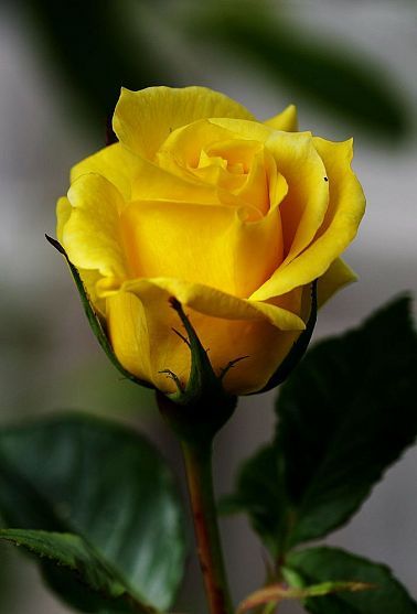 My Spring Garden Single Yellow Rose, Rose Belle, Rose Pictures, Single Rose, Lavender Roses, Pretty Roses, Beautiful Rose Flowers, Love Rose, Arte Floral