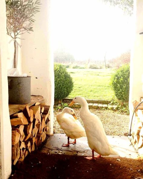 Runner Ducks Aesthetic, Runner Duck House, Indian Runner Ducks House, Runner Ducks In Garden, Therapy Farm, Homestead Vibes, Indian Runner Ducks, Runner Ducks, Lucky Duck