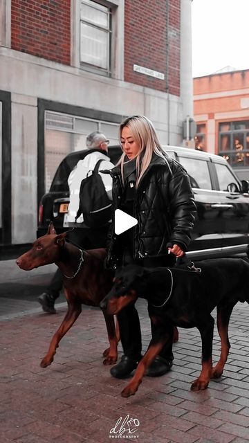 European Doberman, Doberman, Walking, Dogs, Photography