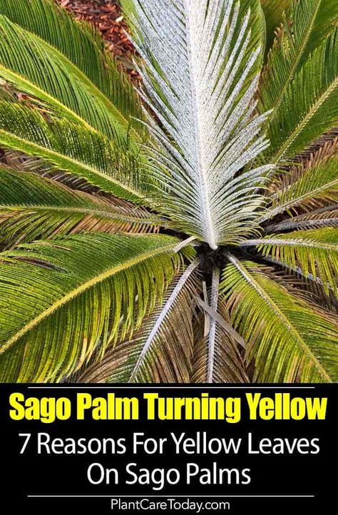 Sago Palm Turning Yellow we share 7 Reasons Why? From insects, soil, fertilizing, sunburn, overwatering with [DETAILS] Sago Palm Landscaping, Sago Palm Care, Palm Tree Care, Sago Palm Tree, Exterior Upgrades, Trees Landscaping, Palm Trees Landscaping, Sago Palm, Fake Plants Decor