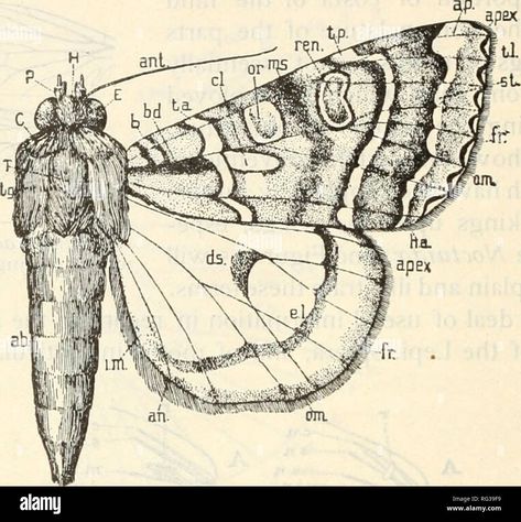 Moth Anatomy, Museum Natural History, Insect Anatomy, Anatomy Tattoo, Butterfly Book, Insect Tattoo, Butterfly Books, Moth Wings, Moth Art