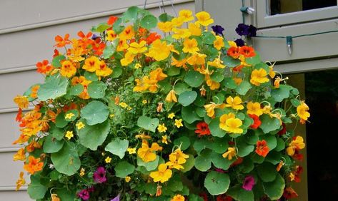 Nasturtiums: Vintage Yet Decidedly Modern | 31Daily.com Garden Basket, Garden Ideas Cheap, Hanging Flower Baskets, Plants For Hanging Baskets, Moon Garden, Hanging Flowers, Hanging Garden, Hanging Pots, Edible Flowers