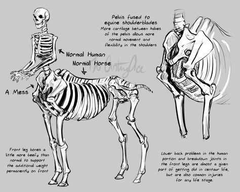 Centaur Anatomy, Creature Drawings, Fantasy Creatures Art, Anatomy Drawing, Mythical Creatures Art, Wow Art, Mythological Creatures, Creature Concept Art, Creature Concept