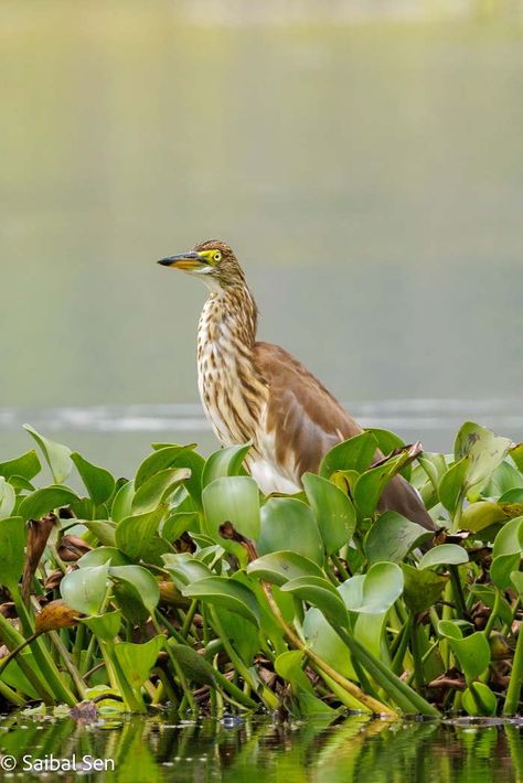 Van Long Nature Reserve, Ninh Binh Travel Guide Ba Vi National Park, Can Gio Mangrove Forest, Bach Ma National Park, Cat Tien National Park, Vietnam Adventure, Cuc Phuong National Park, Vietnam Holidays, Adventure Tourism, Vietnam Tours