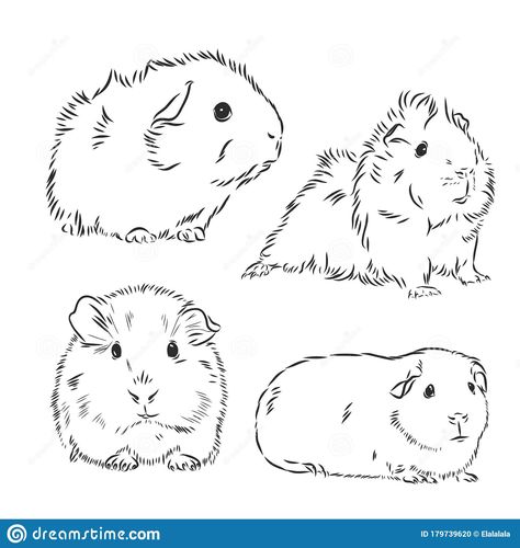 Pig Outline Drawing, Guinea Pig Drawing, Pig Outline, Pig Sketch, Pig Tattoo, Pig Painting, Baby Guinea Pigs, Pig Drawing, Pig Pictures