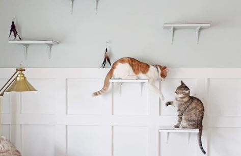 Building The Perfect DIY Pet Oasis For Our Cats Diy Cat Wall Ideas, Diy Cat Shelves, Ikea Cat, Katt Diy, Katt Grejer, Play Place, Cat Window Perch, Cat Wall Shelves, Diy Cat Tree