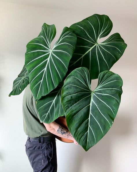 Tylor on Instagram: “Our resident Philodendron gloriosum has gotten quite massive in the past 2 years! This is by far, a favorite Philodendron of mine. When I…” Houseplant Tattoo, Plant Aesthetics, Rare Houseplants, Statement Plants, Wishlist Plants, Philodendron Gloriosum, Aesthetic Plants, Plant Goals, Philodendron Plant