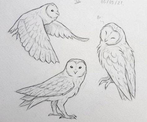 Barn Owl Drawing, 100 Challenge, How To Draw People, Owl Sketch, Barn Owls, Draw People, Better Job, Inspiration Painting, Owls Drawing