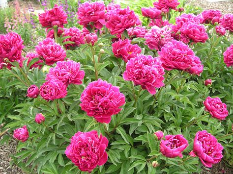 Dr. Fleming Peony Waterwise Landscaping, Greenhouse Nursery, Alexander Fleming, Spring Peony, Freesia Flowers, Paeonia Lactiflora, Plants At Home, Nursery Garden, Perennial Flowers