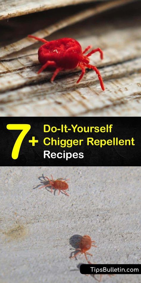 Essential Oil Recipes For Bug Repellent, Diy Bug Repellent Spray, Natural Bug Repellent For Vegetable Garden, Homemade Bug Spray For People, Diy Peppermint Oil Bug Spray, Eo Bug Spray Insect Repellent, Remedies For Mosquito Bites, Bug Repellent Spray, Diy Bug Repellent