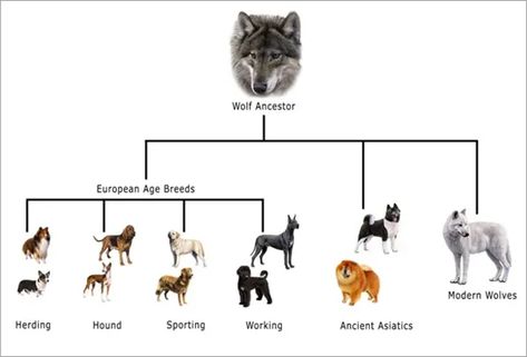 Common Dog Health Problems Caused by Selective Breeding - PetHelpful - By fellow animal lovers and experts Family Dogs Breeds, Working Dogs Breeds, Animal Classification, Dog Breeds List, Selective Breeding, Best Dog Food, Dog Breeder, Family Dogs, Working Dogs