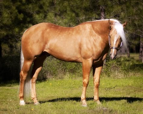 Quarter Horse stallion The Southern Playboy Palomino Horses, Quarter Horse Stallion, Horse Coat Colors, Horse Pics, Golden Horse, Palomino Horse, Horse Inspiration, Quarter Horses, Saving Grace