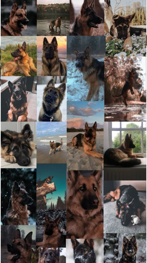 Dog Wallpaper German Shepherd, Cute Dog Wallpaper German Shepherds, Cute German Shepherd Aesthetic, German Shepherd Aesthetic Wallpaper, German Shepherd Background, German Shepherd Dogs Wallpaper, German Shepherd Dogs Photography, German Shepherd Puppy Aesthetic, German Shepard Aesthic