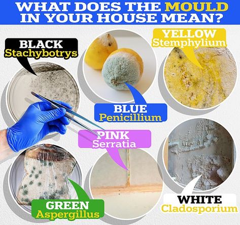 What the MOULD in your house means: Graphic breaks down the different colours of fungal growths | Daily Mail Online House Mold, Mold Exposure, Blog Schedule, Save Our Earth, Bread Mold, Tori Spelling, Types Of Mold, Hygienic Food, Four Days