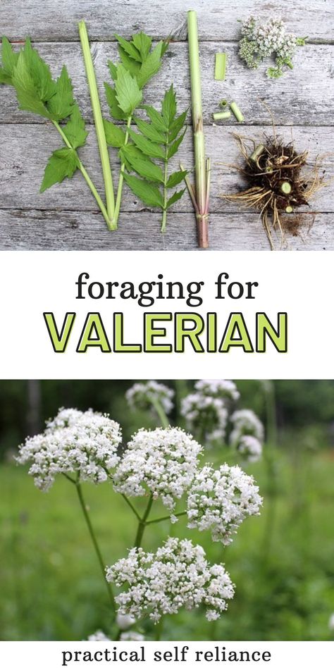 Foraging for the healing herb, Valerian! When I first started studying herbs in high school, I didn’t really understand why anyone would need herbs for sleep. I slept perfectly well, waking up in the morning was the real problem. It wasn’t until college with stress and deadlines that I finally learned the true importance of valerian. Wild Crafting, Herbs For Sleep, Medicinal Weeds, Wild Foraging, Wild Food Foraging, Medicinal Herbs Garden, Edible Wild Plants, Healing Plants, Self Reliance