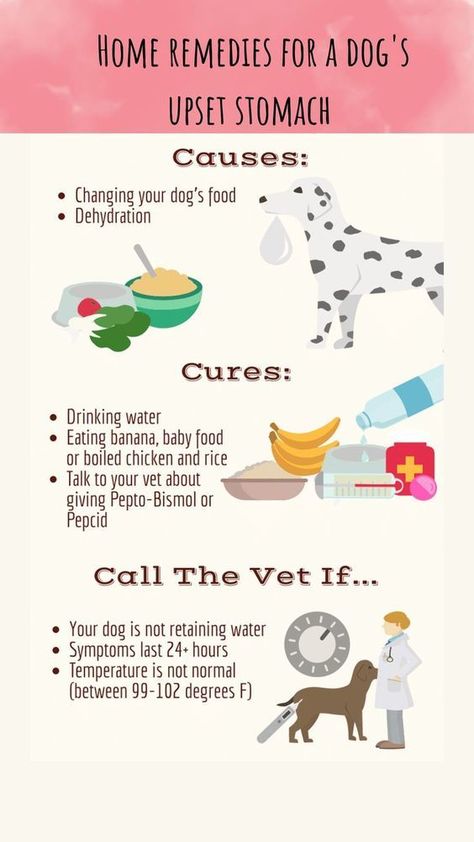 home remedies for dog’s upset stomach Recipes For Upset Stomach, Dog Upset Stomach Remedies, Upset Stomach Remedy, Dog Upset Stomach, Foods Dogs Can Eat, Meds For Dogs, Easy Dog Treat Recipes, Holistic Pet Care, Dog Remedies