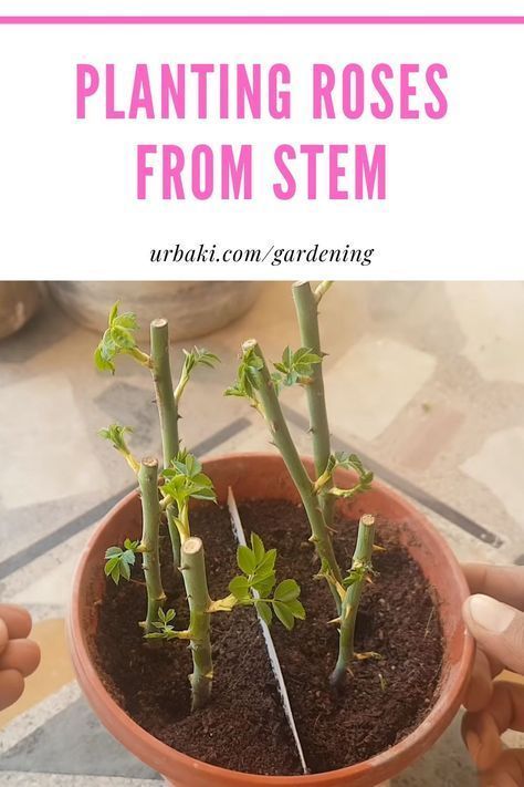 Propogating Rose Stem, Rooting Roses From Cuttings, Growing Roses From Cut Flowers, Grow A Rose From A Stem, How To Grow Rose Plant From Rose Flower, Plant Roses From Stem, Planting Roses From Stem, How To Grow Roses From A Rose Stem, How To Plant A Rose From A Stem