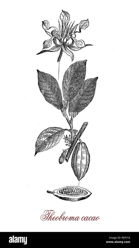 Download this stock image: Vintage engraving of cacao bean, flower and cacao tree botanical morphology.Its seeds,cacao beans, are used to make cacao mass, cacao powder, and chocolate. - PJHY1A from Alamy's library of millions of high resolution stock photos, illustrations and vectors. Cacao Tree, Image Vintage, Chocolate Flowers, Cacao Beans, Theobroma Cacao, Cacao Powder, Flower Illustration, Cafe Restaurant, Lotus Flower Tattoo