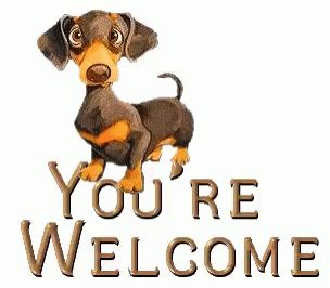 Youre Welcome Dog GIF - YoureWelcome Dog ThankYouDog - Discover & Share GIFs You Are Welcome Images, Thank You Images Funny, Thank You Messages Gratitude, Dog Animated, Youre Welcome, Welcome Quotes, Welcome Images, Welcome Gif, Thank You Images