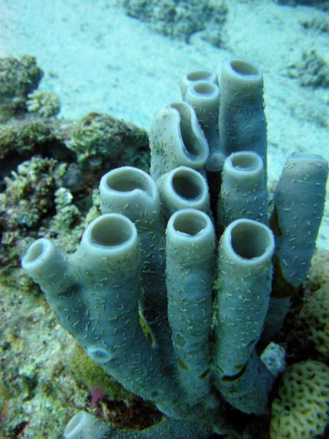 Tube sponges on coral reef | Matt Kieffer | Flickr Phylum Porifera, Coral Outfit, Underwater Plants, Underwater Painting, Sea Plants, Sea Sponge, Sea Anemone, Underwater Art, Sea Coral