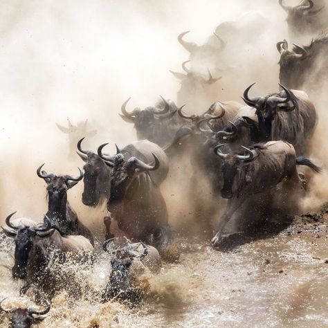 Patrick Mavros on Instagram: "Dear Friends,  Each year, as Kenyans begin to defrost after the chilly winter, millions of wildebeest embark on an epic journey in search of greener pastures.  Driven by their natural instinct to follow the rains, these majestic animals face insurmountable odds and dangers as they make their way across Kenya and Tanzania.  In honour of this epic odyssey, we are launching the Patrick Mavros Migration Tales Competition.  How to enter:  •Upload your most spectacula Great Migration, River Art, Masai Mara, Epic Journey, Maasai, Wild Animals, Definition Prints, Tanzania, National Geographic