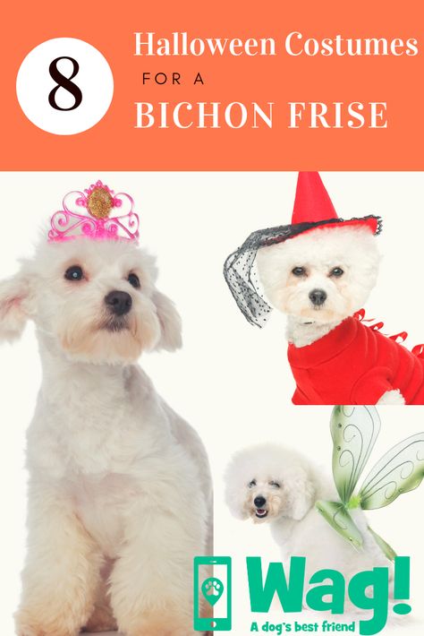 The best Bichon Frise Halloween Costumes #bichonfrise #halloween #halloweencostume #dogcostume #puppyprincess #princessdog #funny #cute #dogtips #wagwalking #wagdogwalking Halloween Costumes For Dogs, Costumes For Dogs, Fairy Halloween Costumes, The Best Halloween Costumes, Best Costumes, Bichon Frise Dogs, Princess Dog, Dog Best Friend, Best Halloween Costumes