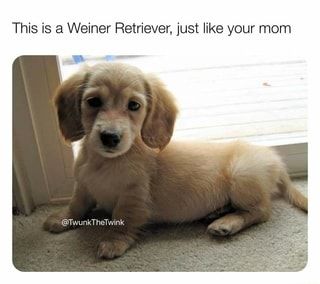 This is a Weiner Retriever, just like your mom – popular memes on the site ifunny.co Filthy Memes, Meme Page, Dirty Memes, You Meme, Funniest Memes, Your Mom, Animal Memes, Bones Funny, Pretty Good