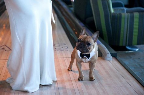 Wedding Tank & Taffy Ideas on Pinterest | French Bulldog Wedding ... Frenchie At Wedding, French Bulldog Wedding, Bulldog Wedding, Ashley Jacobs, Married Af, Cat Advice, Bulldog French, Dream Dream, Cat Wedding