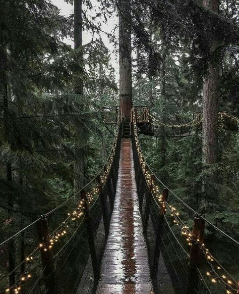 Capilano Suspension Bridge, National Parks America, Fall Road Trip, Suspension Bridge, Outdoor Lover, Us National Parks, Travel Insurance, Outdoor Travel, In The Woods