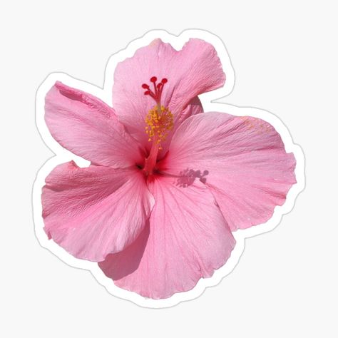 Hibiscus Transparent Png, Cork Board Decor, Hibiscus Flower Sticker, Hibiscus Sticker, Collage Notebook, Globe Drawing, Surf Posters, Sick Drawings, Pink Hibiscus Flower