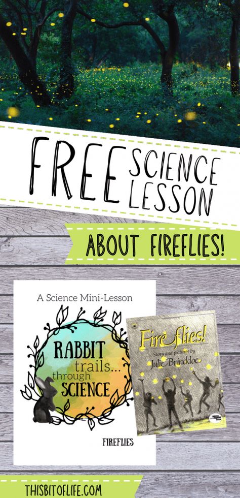 Free Science Lesson About Fireflies - This Bit of Life Firefly Unit Study, Firefly Crafts, Unschooling Ideas, Forest Activities, Insect Unit Study, Homeschool Science Experiments, Science Unit Studies, Nature Club, Conservation Activities