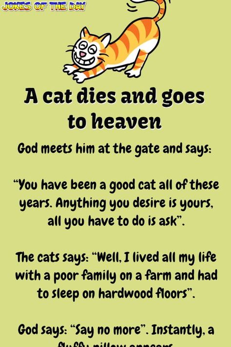 Cat Dies, Kueez Celebrity, Kueez Amazing, Kueez Pins, Funny Cat Jokes, Cat Yawning, Cat Jokes, Poor Family, Cat Quotes Funny