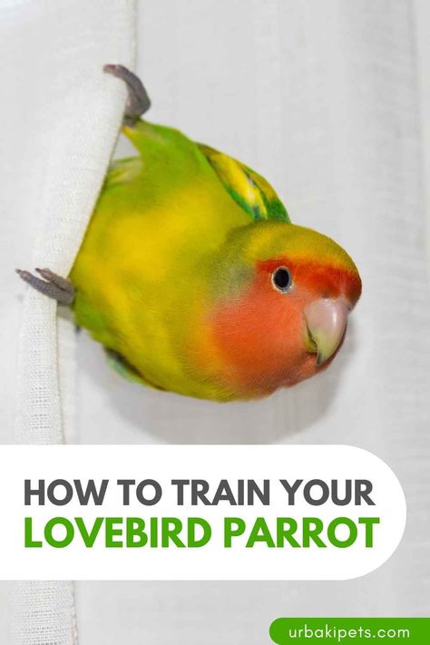 Are you a proud Lovebird parrot owner looking to enhance your feathered friend's skills and build a stronger bond? Look no further – this guide is your key to successful Lovebird parrot training. Understanding the basics is crucial, and it all starts with creating a positive and enriching environment for your Lovebird. Establishing trust is the cornerstone of effective training. Begin by spending quality time with your Lovebird to build a strong foundation of trust... Parrot Training, Lovely Friends, Positive Learning, Pet Hacks, Pet Bird, Positive Reinforcement, How To Train, Pretty Birds, How To Train Your