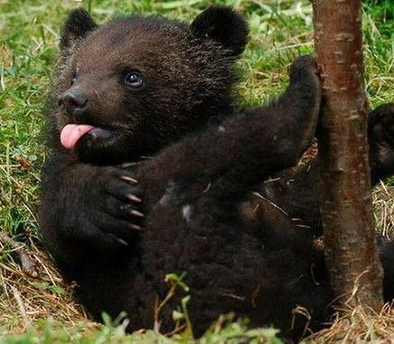 Animal Photography Asian Black Bears: The Cutest Creatures in the World Asian black bears are one of the cutest creatures in the world. They are also one of the most endangered animals in the world. Asian black bears are found in the forests of China, Russia, and North Korea. They are a threatened species due to habitat loss and bowling. In China, they are also hunted for their body parts, which are used in traditional Chinese medicine. Silly Bears, Moon Bears, Baby Black Bear, Asian Black Bear, Moon Bear, Baby Bears, China Russia, Black Bears, Wild Animals Pictures