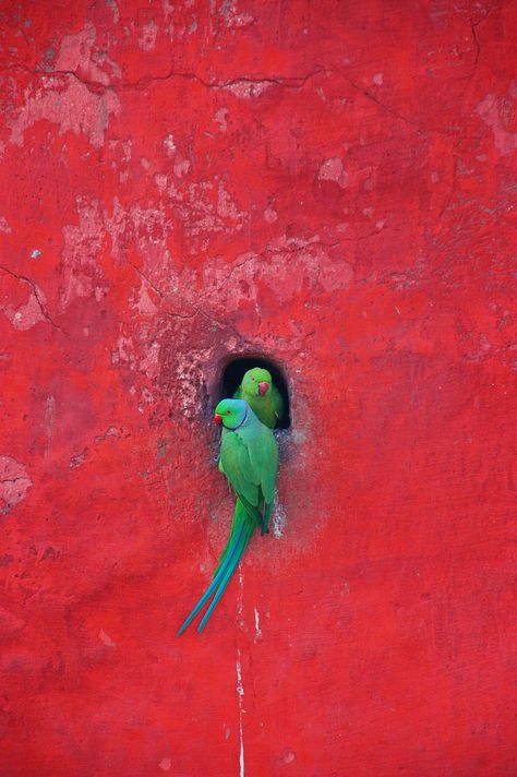 Posing Parrots, Jantar Mantar, New Delhi 2009 | Flickr - Photo Sharing! Vermillion Color, Jantar Mantar, Color Textures, New Delhi, Bird Feathers, Beautiful Photography, Love Birds, Beautiful Creatures, Beautiful Birds