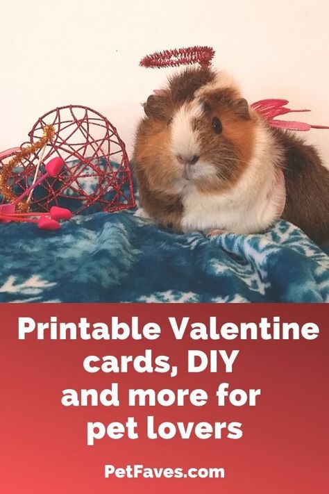 Find some fun pet-themed Valentine's Day ideas! | #pets #Valentine #valentinesday #pet lover Pet Valentines, Dog Tags Diy, Homemade Valentines Gift, Puppy Valentines, Crazy Cat Lady Gifts, Christmas Gifts For Pets, Cat Towers, Frozen Dog, Printable Valentines Cards