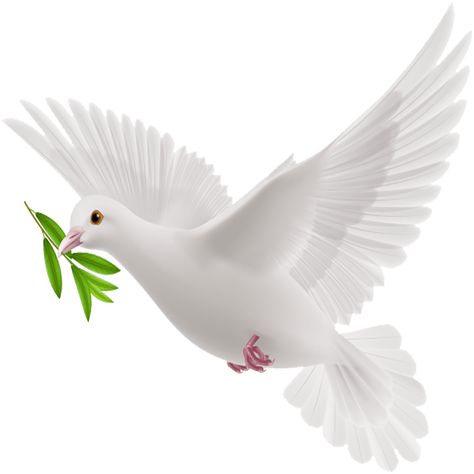 Dove Logo Design, Peace Drawing, Dove Drawing, Flying Pigeon, Dove Painting, Dove Images, White Pigeon, Photo Clipart, White Dove