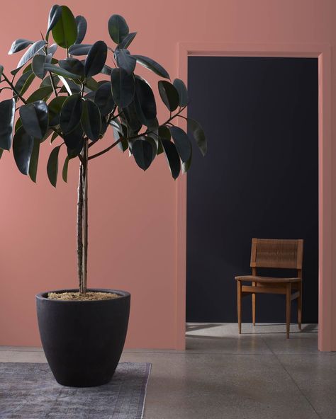 Texas Rose 2092-40 | Benjamin Moore Dusty Rose Paint Color, Dusty Rose Paint, Rose Paint Color, Pink Paint Colors, New Paint Colors, Pink Paint, Stay Inspired, Benjamin Moore, Paint Color