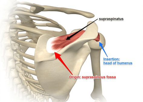 Supraspinatus Muscle, Shoulder Anatomy, Sports Massage Therapy, Rotator Cuff Tear, Shoulder Surgery, Frozen Shoulder, Human Body Anatomy, Muscle Anatomy, Shoulder Injuries