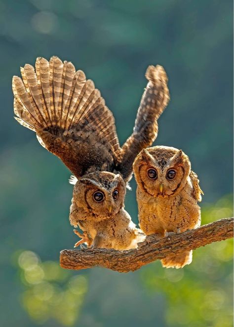 Scops Owl, Hope Is The Thing With Feathers, Owls Drawing, Beautiful Owl, Owl Bird, Emily Dickinson, John Muir, Pretty Birds, Hope Is