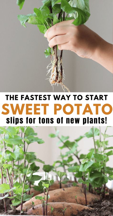 Learn how to start and grow your own sweet potato slips from home grown or grocery store sweet potatoes.rnrnMy favorite method for making sweet potato slips is in soil. It's an easy and almost hands off way to propagate dozens of slips! Store Sweet Potatoes, Sprouting Sweet Potatoes, Sweet Potato Slips, Potato Gardening, Sweet Potato Plant, Growing Sweet Potatoes, Fall Veggies, Sweet Potato Vine, How To Store Potatoes