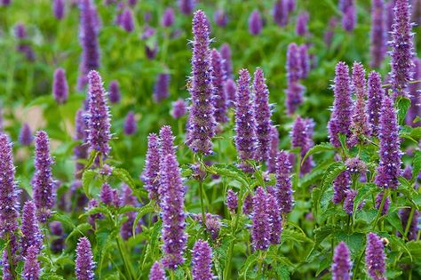 Agastache Rugosa, Korean Mint, Mint Seeds, Patchouli Perfume, Lavender Garden, Patchouli Essential Oil, Flower Spike, Herbaceous Perennials, Aromatic Herbs